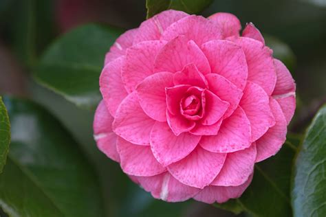 Camellia Japonica How To Grow And Care For Japanese Camellia