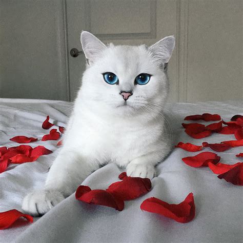 Maybe you would like to learn more about one of these? This British shorthair has the prettiest eyes ever - Vuing.com