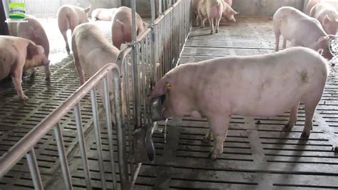 Pig Farming Waste Management Farm House