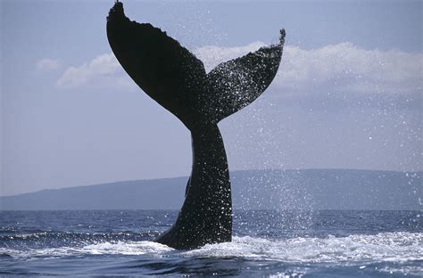 Humpback Whale Tail Lob Maui Hawaii Photograph By Flip Nicklin Pixels