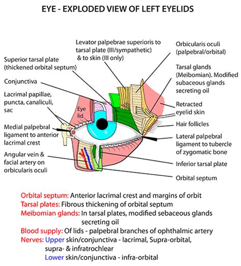 Instant Anatomy Head And Neck Areasorgans Eye And Orbit Eyelids
