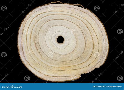 Wooden Log Slice Cut Wood Timber Wall Texture Royalty Free Stock Image