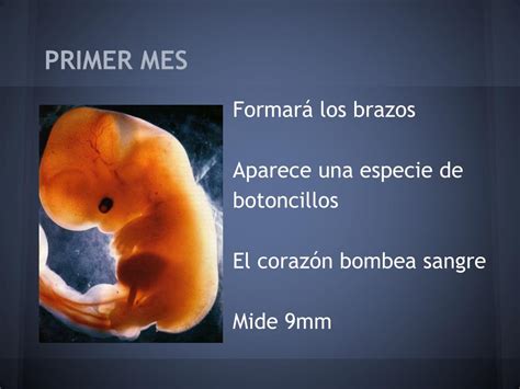 Ppt El Desarrollo Del Embrión Durante El Embarazo Powerpoint