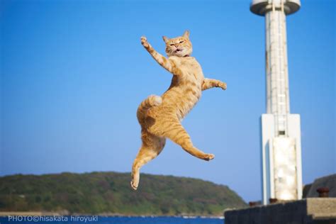Psbattle This Cat Jumping With Style Photoshopbattles