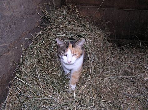 Katrina Kittles Blog 100 Barn Cats