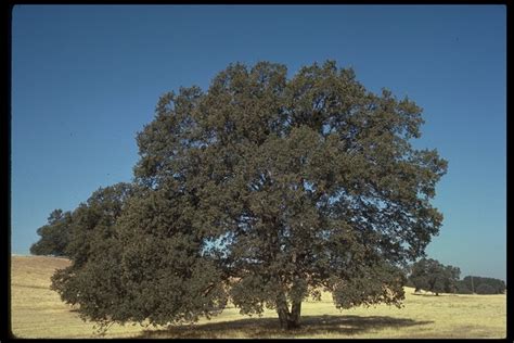 Calphotos Quercus Douglasii Blue Oak