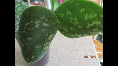 My plant is also called philodendron 'silver', with its scientific name listed as scindapsus pictus. Satin Pothos or Scindapsus pictus - YouTube