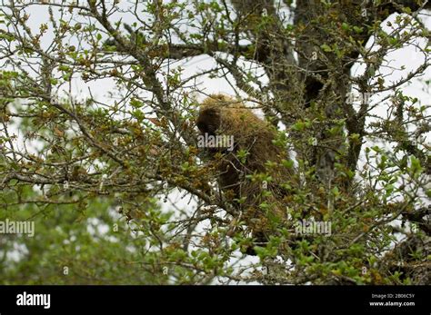Porcupine In Tree Hi Res Stock Photography And Images Alamy