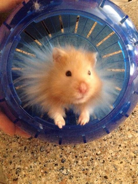 20 Small, Cute And Lovely Pictures Of Hamsters