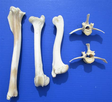 5 Whitetail Deer Bones For Sale Vertebrae And Leg Bones