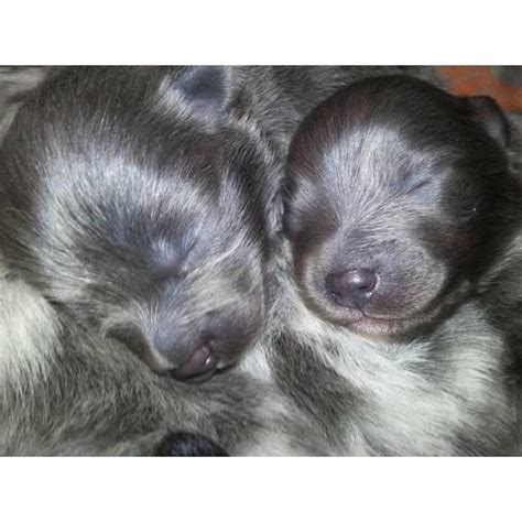 Lhasa apso purebreed for sale, all vaccines taken. 5 pomeranians for sale - puppies in Indianapolis, Indiana ...