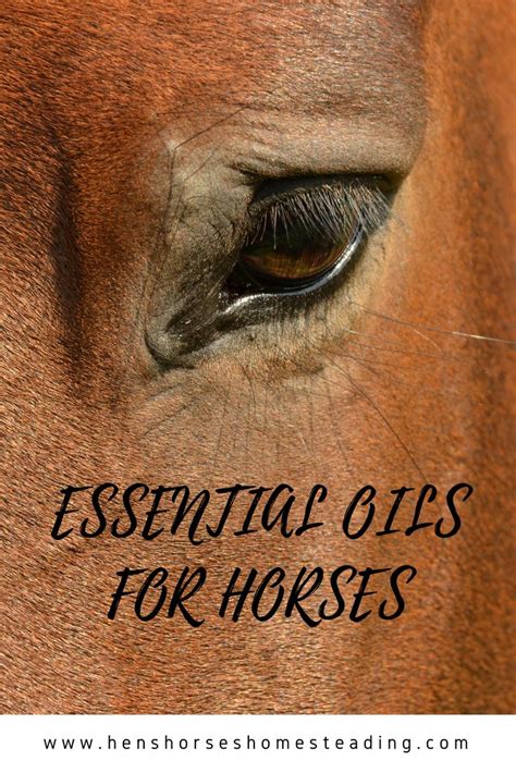 Essential Oils With Horses Horse Care Horses Beautiful Horses