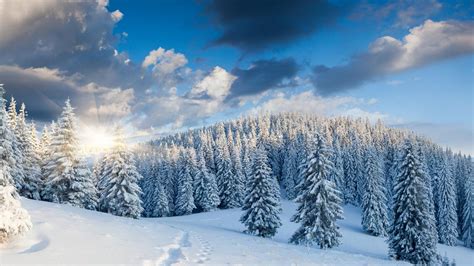 Winter Forest Wallpapers Wallpaper Cave