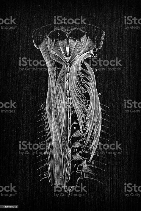 vetores de ilustração antiga da anatomia do corpo humano músculos da caixa torácica da coluna