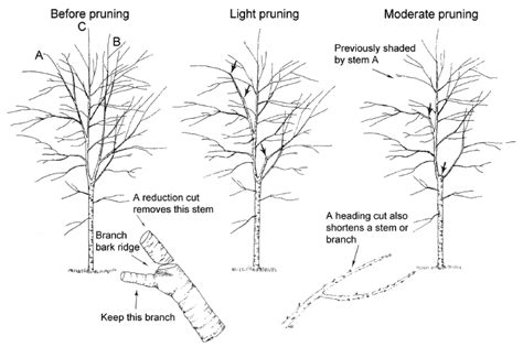 Tree Pruning Redwood City Ca Request A Free Estimate