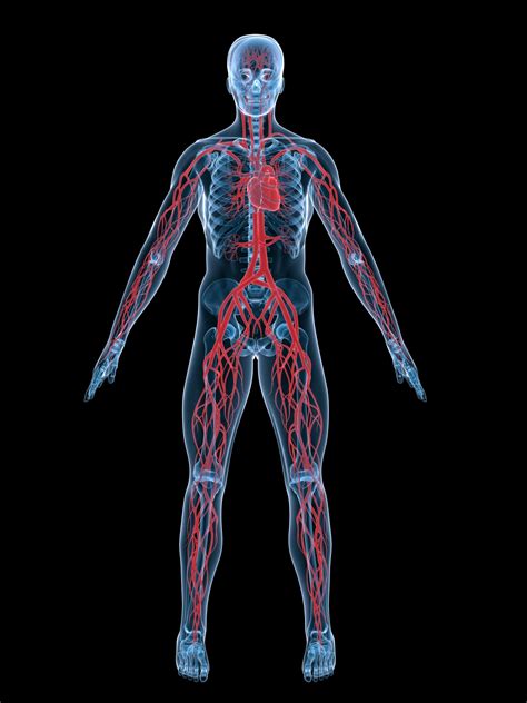 Human Artery And Vein Diagram
