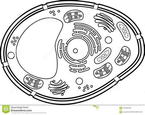 Use crayola® crayons, colored pencils, or markers to color the parts of the cell. Coloring Page. Plant Cell Structure Stock Vector ...