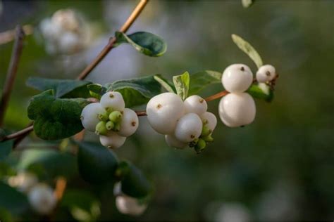 Snowberry Bush Symphoricarpos Albus How To Grow And Care Florgeous