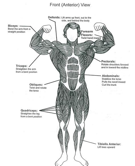 Muscle Chart Poster Anatomy Diagram Bodybuilding Poster Ph