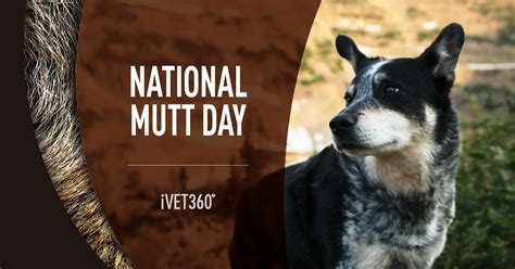 National Mutt Day July 31 Ivet360 Social Calendar