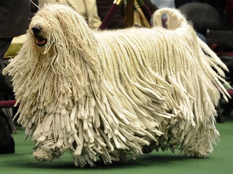 The komondor (also known as the 'hungarian komondor' or 'hungarian sheepdog', 'komondorok' is sometimes used for the plural noun) is a hungarian breed. Helga Bamberg: Komondor