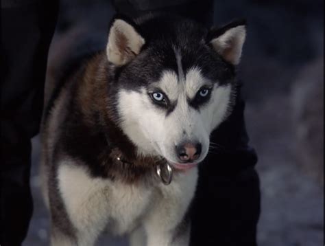 Smillas sense of snow (1997) based on peter hoeg's bestseller, this film is set in snowy copenhagen where a small boy is found dead after he fell off a roof. Demon from Snow Dogs - Siberian Huskies Photo (32171015 ...