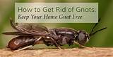 Images of Gnats In The Home