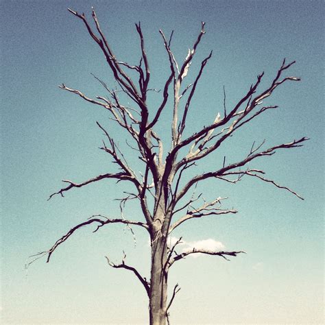 Dead Tree Beautiful Tree Branch Out Iphonography Pinterest