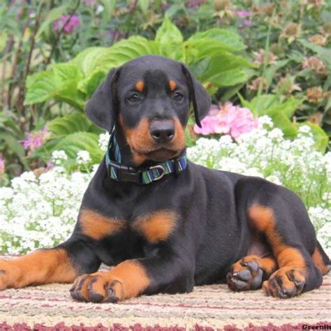 Julius K9 Harnesses Collars And Others Large Dog Race Doberman Pinscher