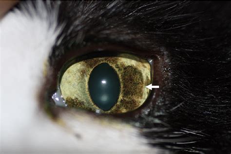 Cutaneous Melanoma In Cats Alia Witherspoon