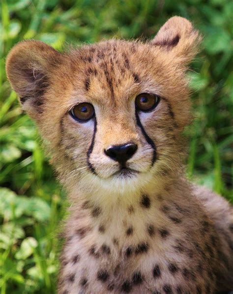 South African Baby Cheetah
