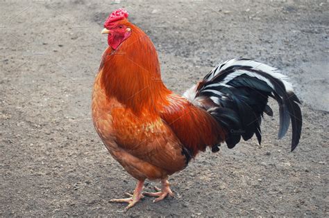 Rooster ~ Animal Photos ~ Creative Market