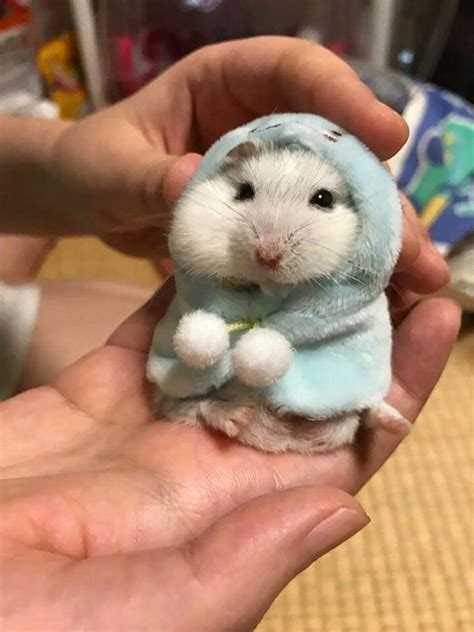 Hamster Wearing A Hoodie 😍 Hamster Wearing A Hoodle