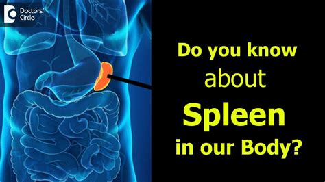 Otherwise, look out for doctors can often tell if you have an enlarged spleen by feeling your abdomen. What is Spleen? Causes, Signs, Symptoms of enlarged spleen ...