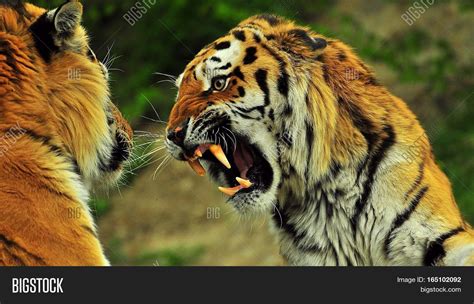 Lion Vs Royal Bengal Tiger Fighting Image And Photo Bigstock