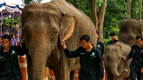 Elephants Given Royal Ceremony For Release Into Wild Earth Unplugged