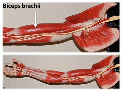 The focus of strong arms is often a pair of well toned and developed biceps. Biceps brachii, large arm model - Muscles of the Upper Ext ...
