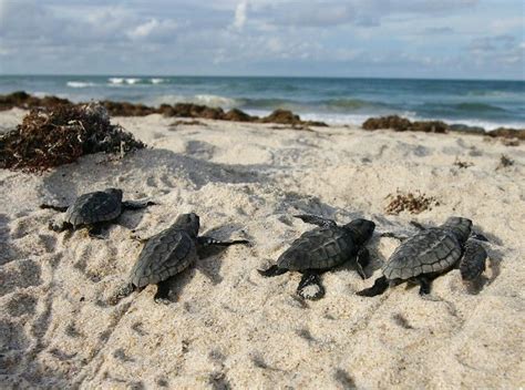 help sea turtles survive fwc offers tips on helping hatchlings walton outdoors