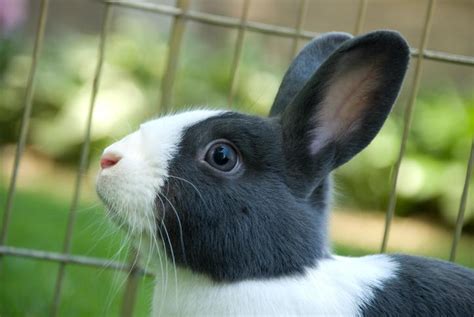 Conejos HolandÉs Características Y Cuidados