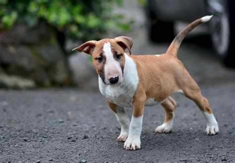 Check spelling or type a new query. Potiphar the Miniature English bull terrier puppy