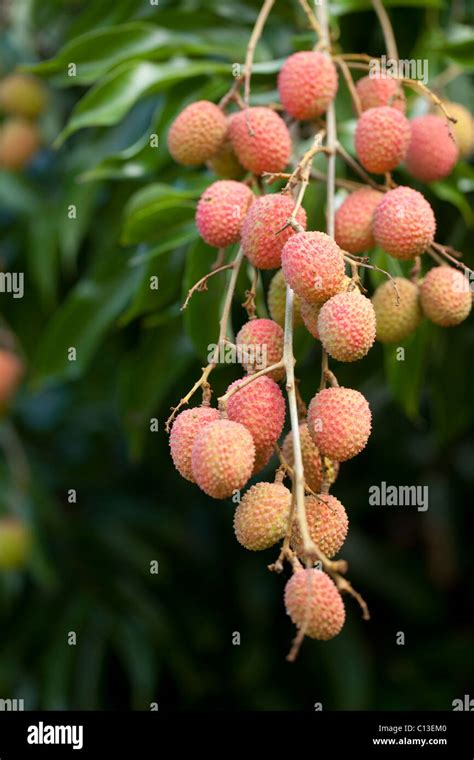 Lychee Fruits Litchi Chinensis Trees Here Cultivated And In