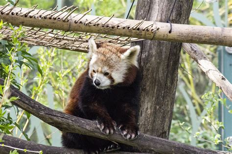 Red Panda 02 — Weasyl
