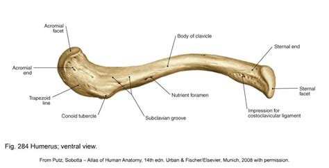 The Clavicle Joins The Sternum To The Acromion At Its Medial End It