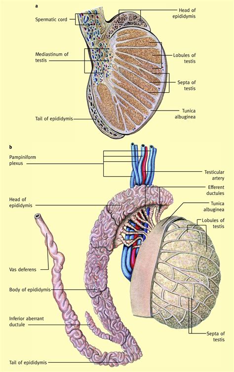 Scrotum Anatomy Diagram