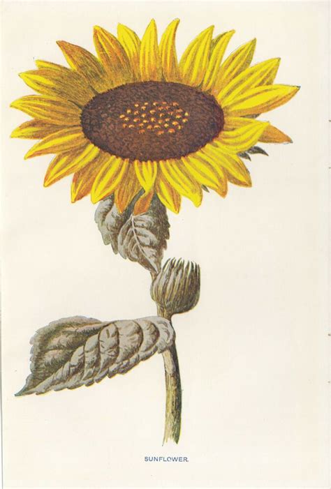 Sunflower Flowers Floral Flower Art Antique Botanical Print By Hulme
