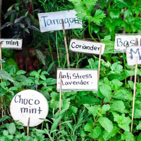 15 Best Perennial Herbs Types Of Herbs To Grow In Your Garden
