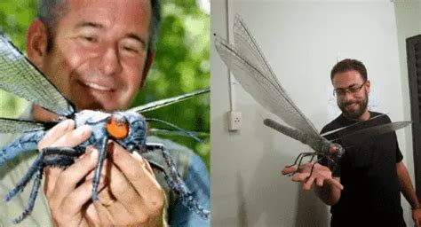 The Giant Dragonfly We Never Knew Existed Until Now Ufoholic