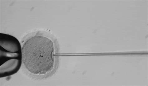 Геном жизнеспособного эмбриона человека впервые отредактирован в США Здоровье Селдон Новости