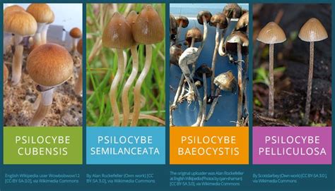Which Mushrooms Are Psychedelic - All Mushroom Info