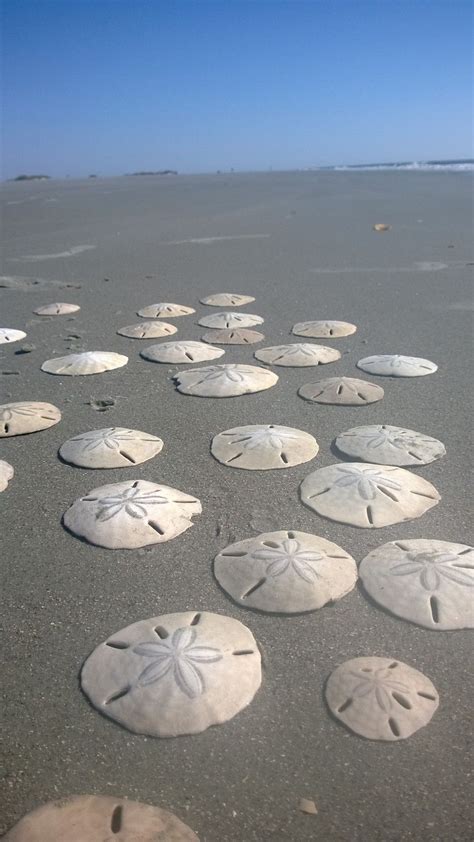 Many Sand Dollars Are Arranged In The Shape Of Starfishs On The Beach
